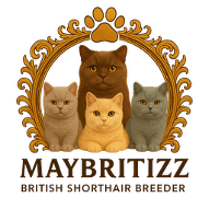 MAYBRITIZZ British Shorthair Breeder